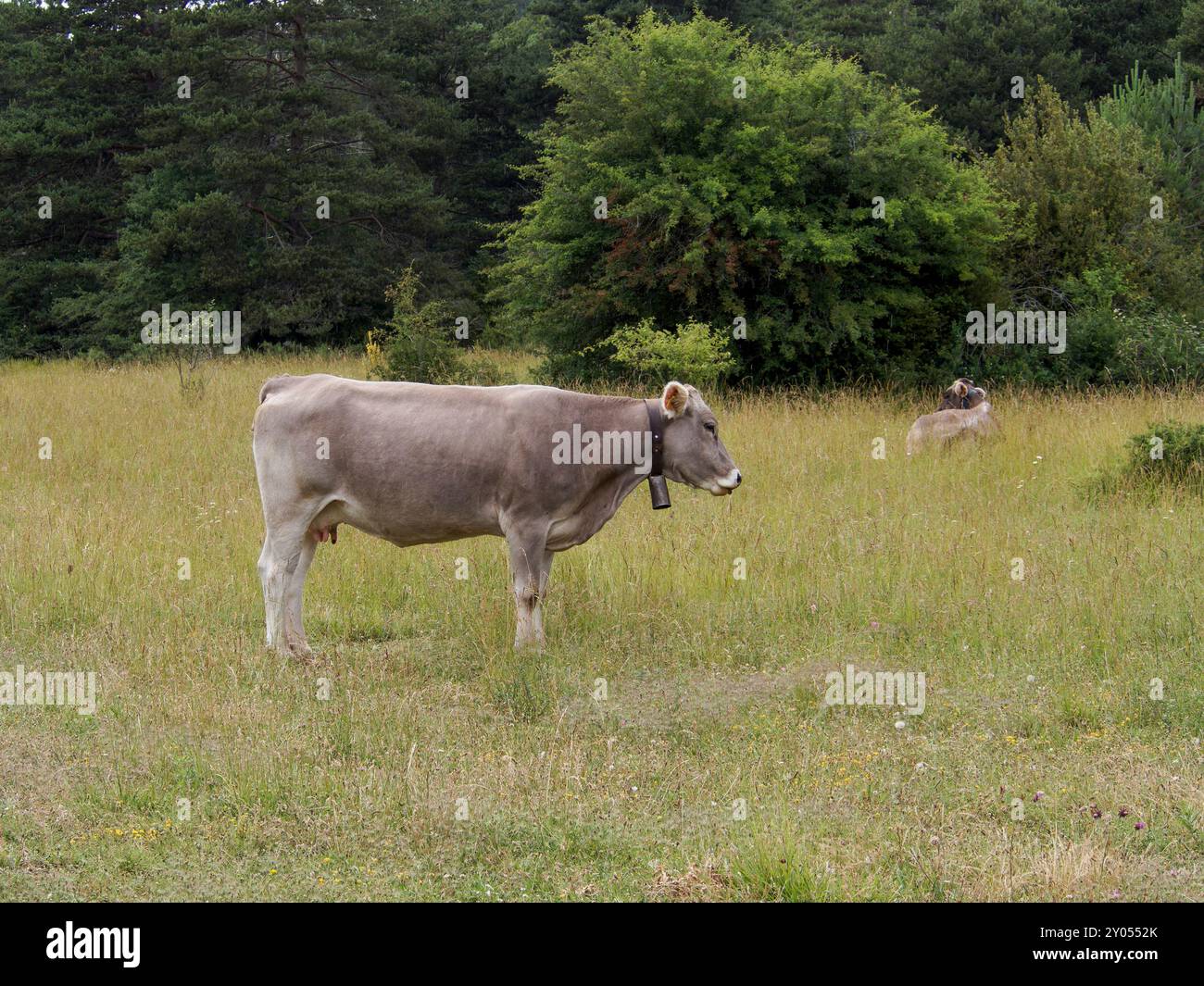 Vaches qui paissent dans les prairies des Pyrénées d'Espagne. Vache pyrénéenne. Vaches en pâturage dans les Pyrénées-bovins Banque D'Images