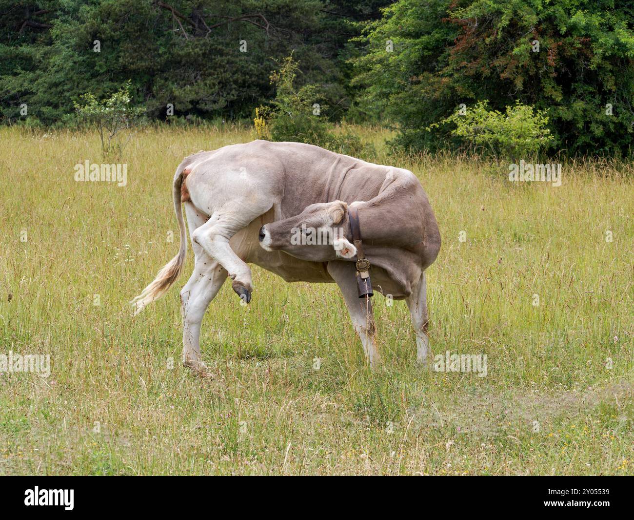 Vaches qui paissent dans les prairies des Pyrénées d'Espagne. Vache pyrénéenne. Vaches en pâturage dans les Pyrénées-bovins Banque D'Images