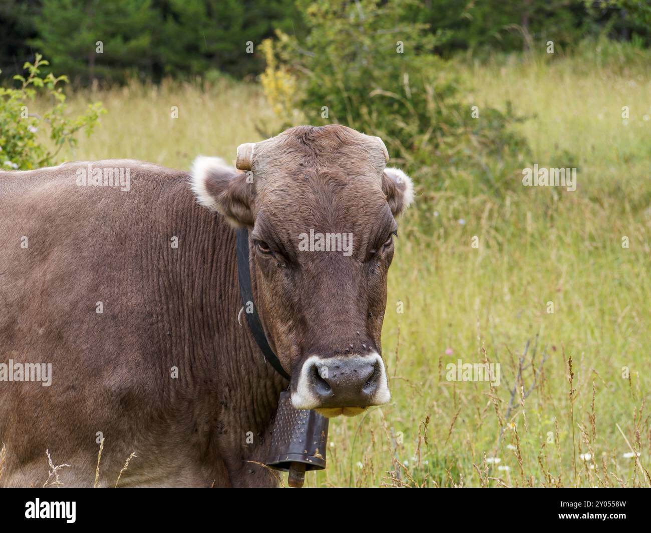 Vaches qui paissent dans les prairies des Pyrénées d'Espagne. Vache pyrénéenne. Vaches en pâturage dans les Pyrénées-bovins Banque D'Images