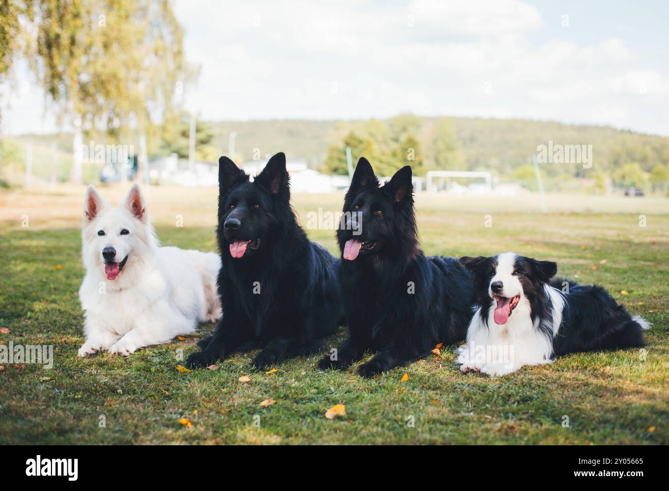 Quatre chiens (Berger Blanc Suisse, berger allemand et Border Collie) Banque D'Images