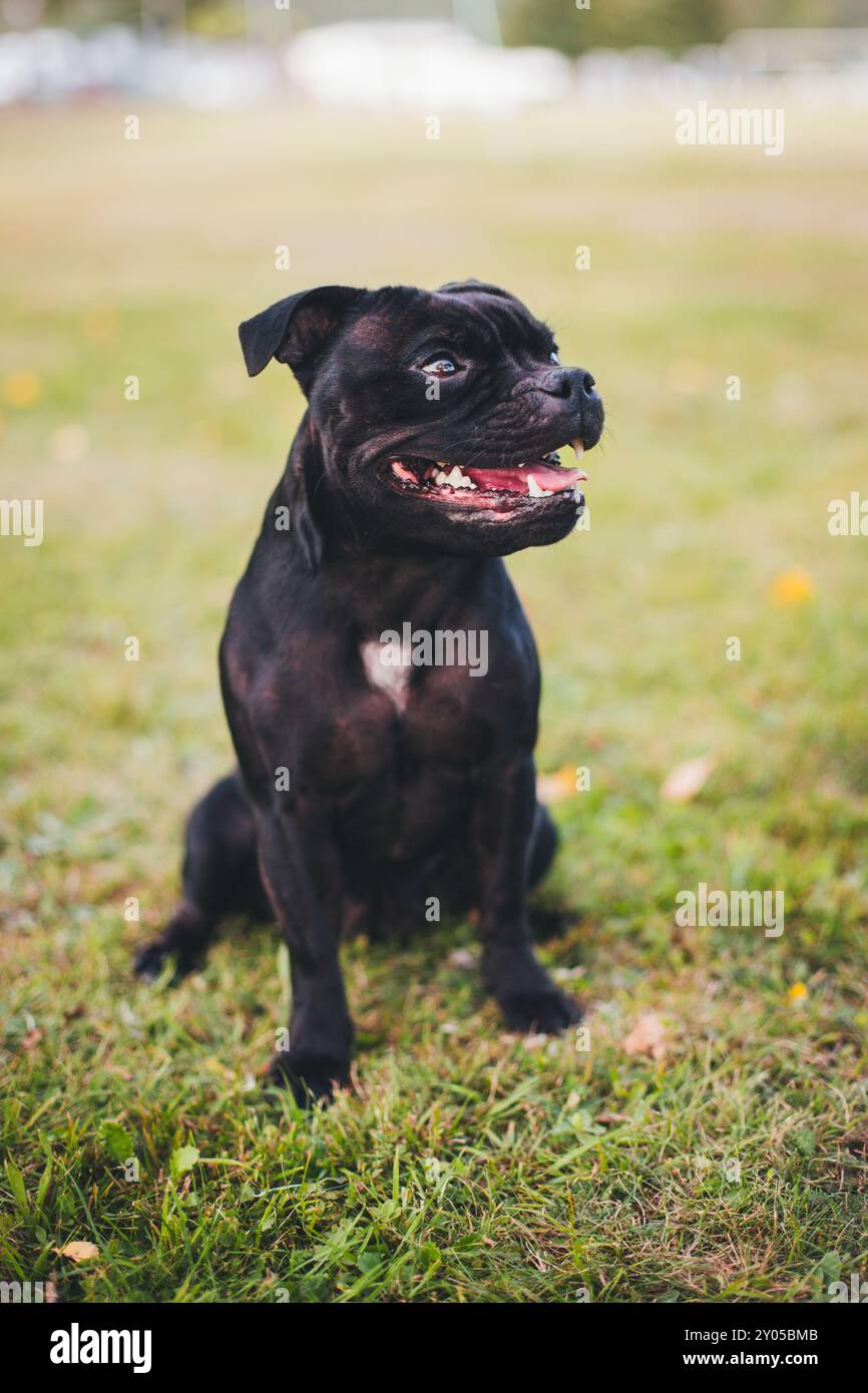 Anglais Staffordshire Bullterrier Banque D'Images