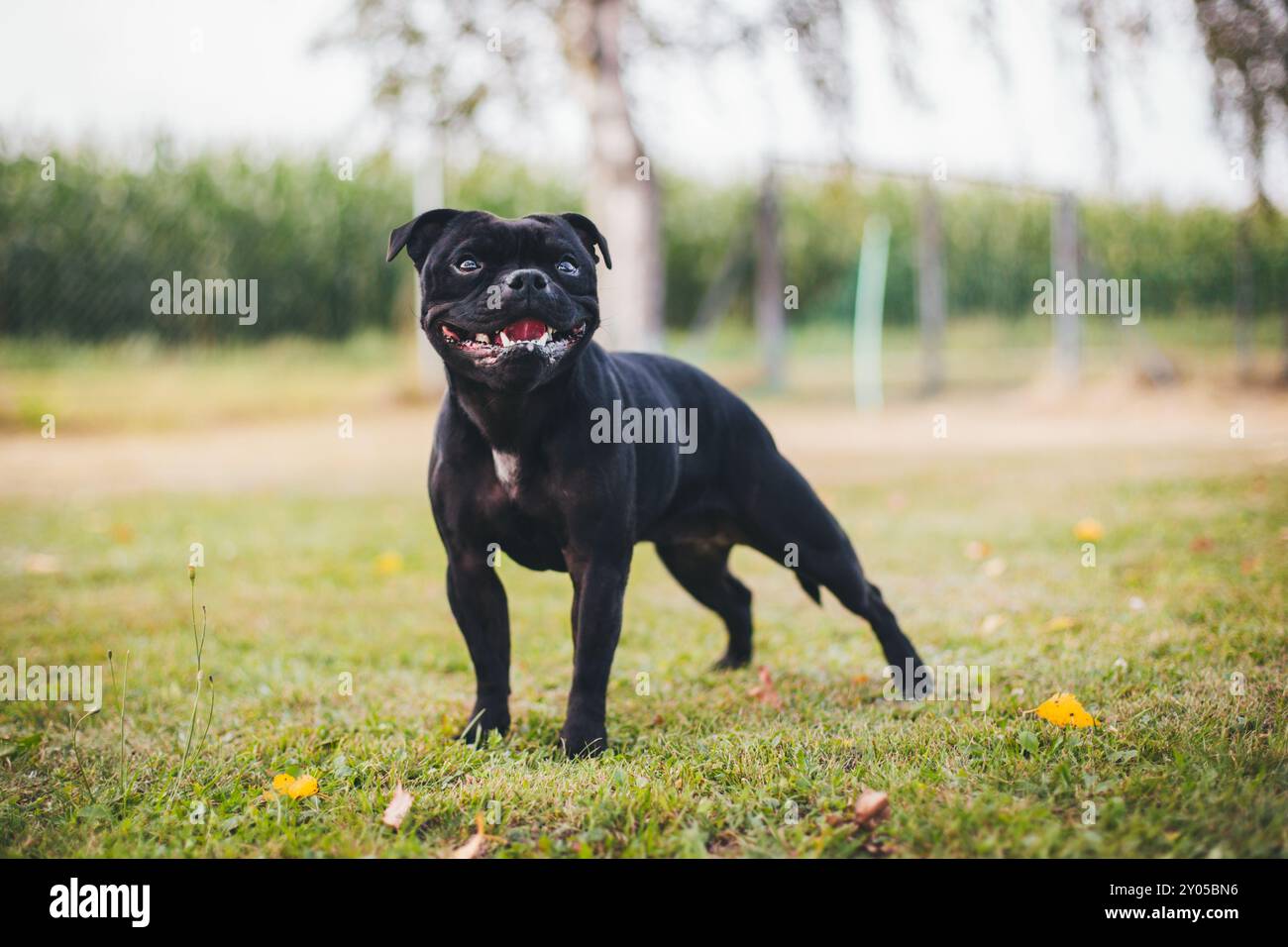 Anglais Staffordshire Bullterrier Banque D'Images