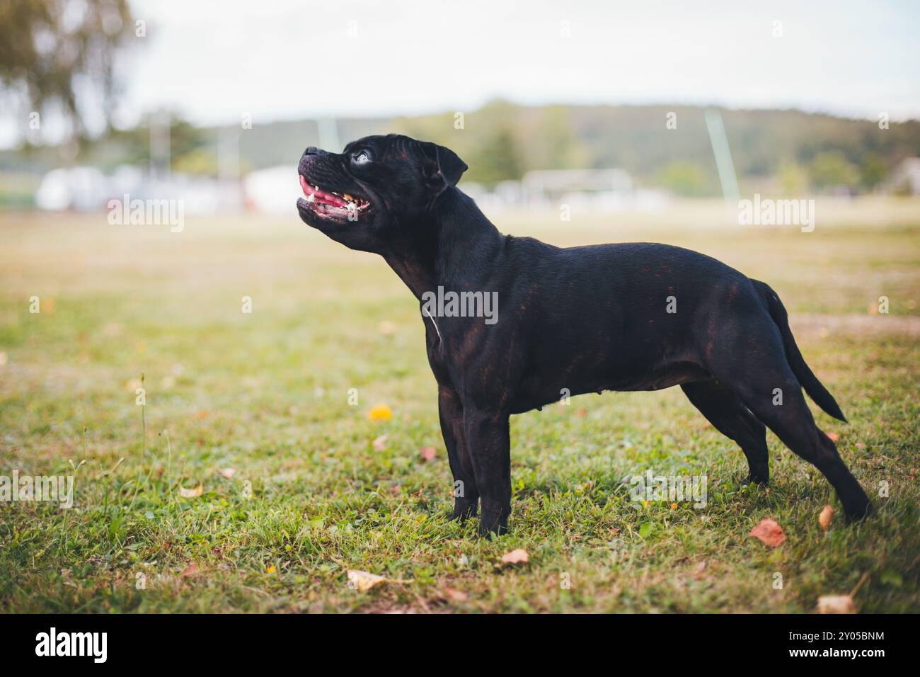 Anglais Staffordshire Bullterrier Banque D'Images