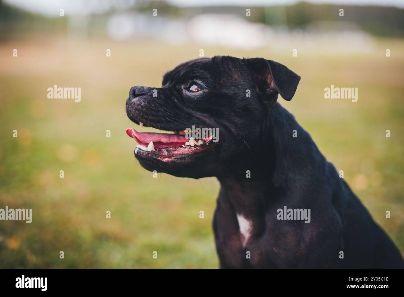Anglais Staffordshire Bullterrier Banque D'Images