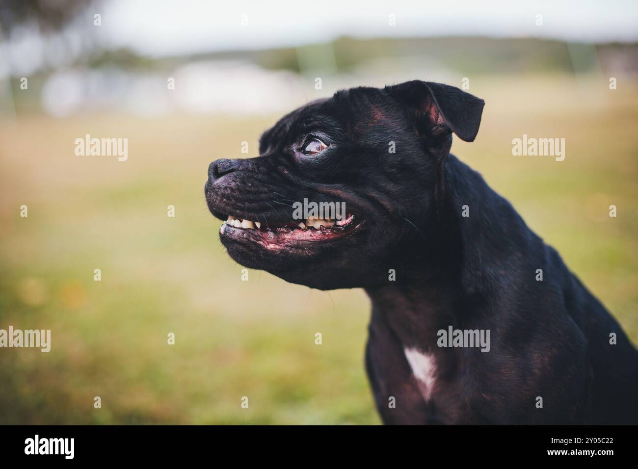 Anglais Staffordshire Bullterrier Banque D'Images
