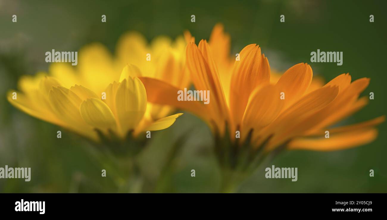 Marigold (photo macro) Banque D'Images