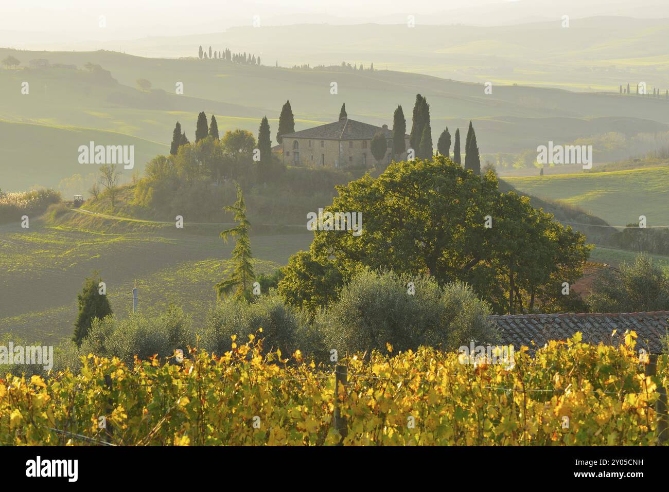 Une scène de campagne paisible avec un bâtiment en pierre entouré de cyprès et de vignobles baignés de lumière chaude, San Quirico d'Orcia, Val d' Banque D'Images