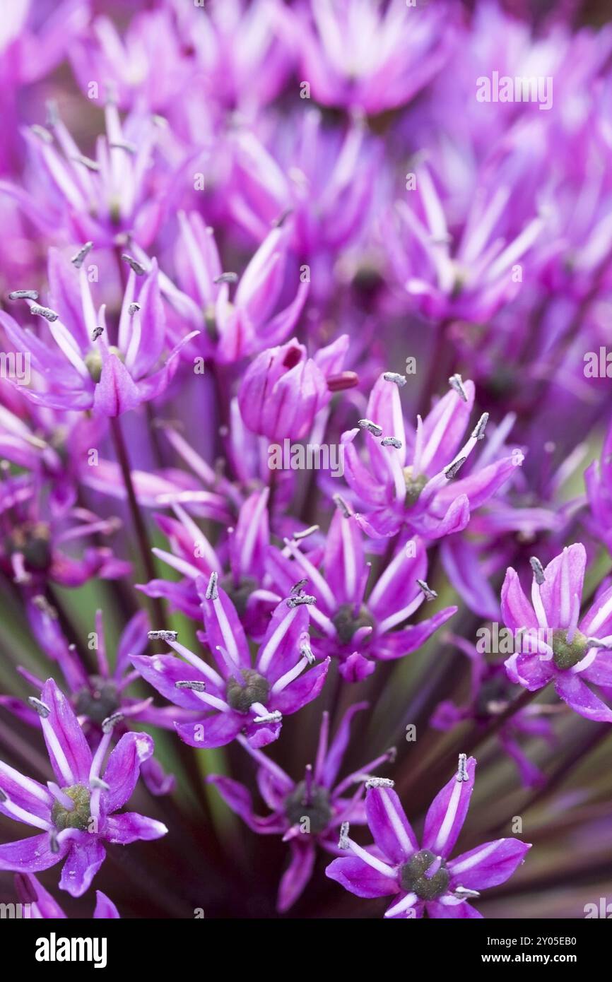Rampe d'éblouissement, ouverture ouverte, macro Banque D'Images
