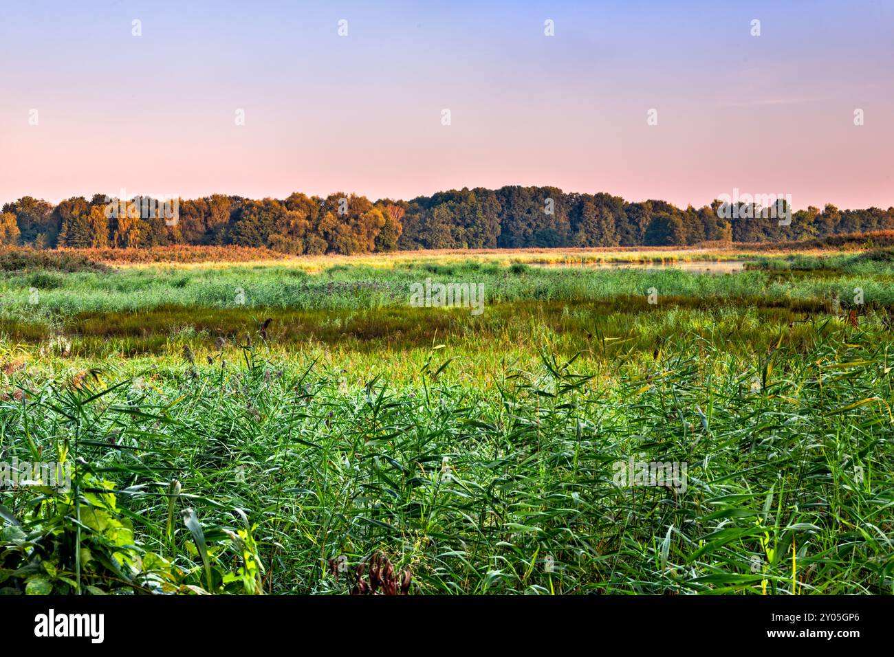 Staw Polny (Polny Pond), hêtres, lever du soleil, zones humides dans la réserve naturelle Milicz étangs, parc paysager de la vallée de Barycz, près de Milicz basse Silésie Pologne Banque D'Images