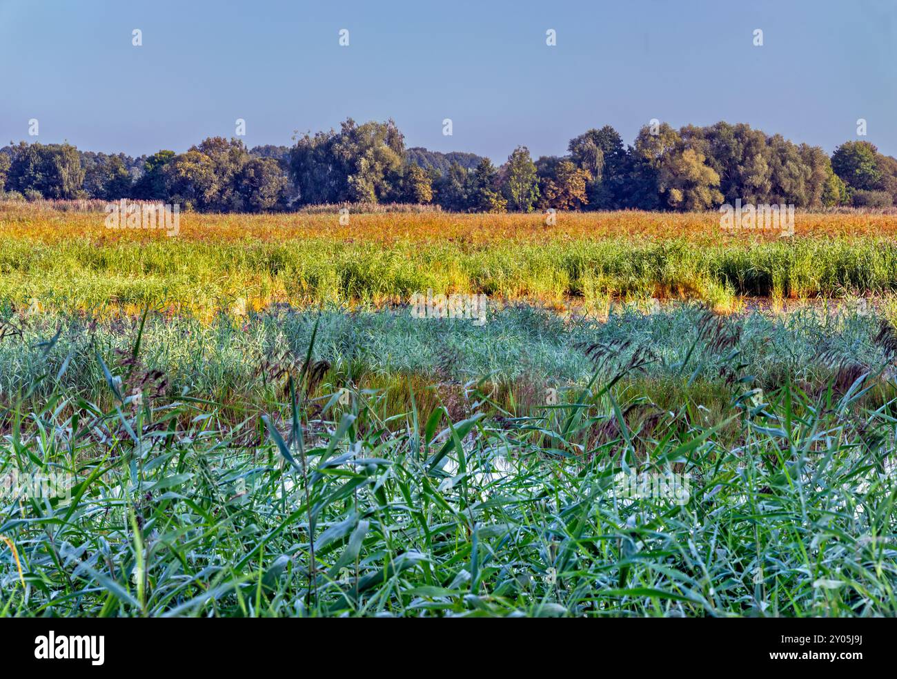 Staw Polny (Polny Pond), hêtres, lever du soleil, zones humides dans la réserve naturelle Milicz étangs, parc paysager de la vallée de Barycz, près de Milicz basse Silésie Pologne Banque D'Images