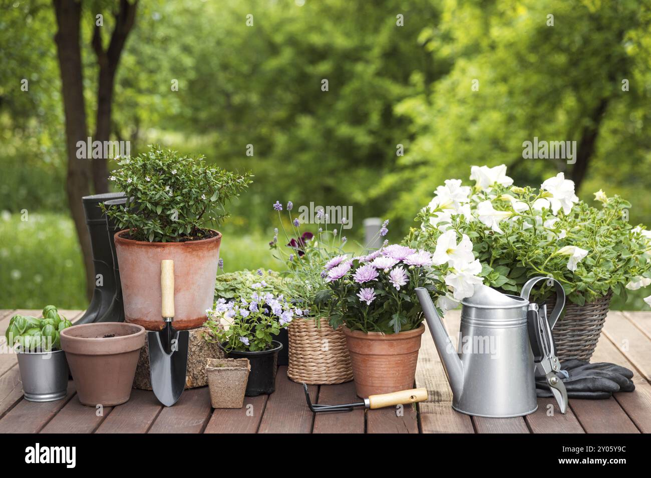 Différentes fleurs et herbes en pot, équipement de jardinage, instruments et outils sur fond d'arbres de jardin verts. Concept de passe-temps sur terrasse en bois Banque D'Images
