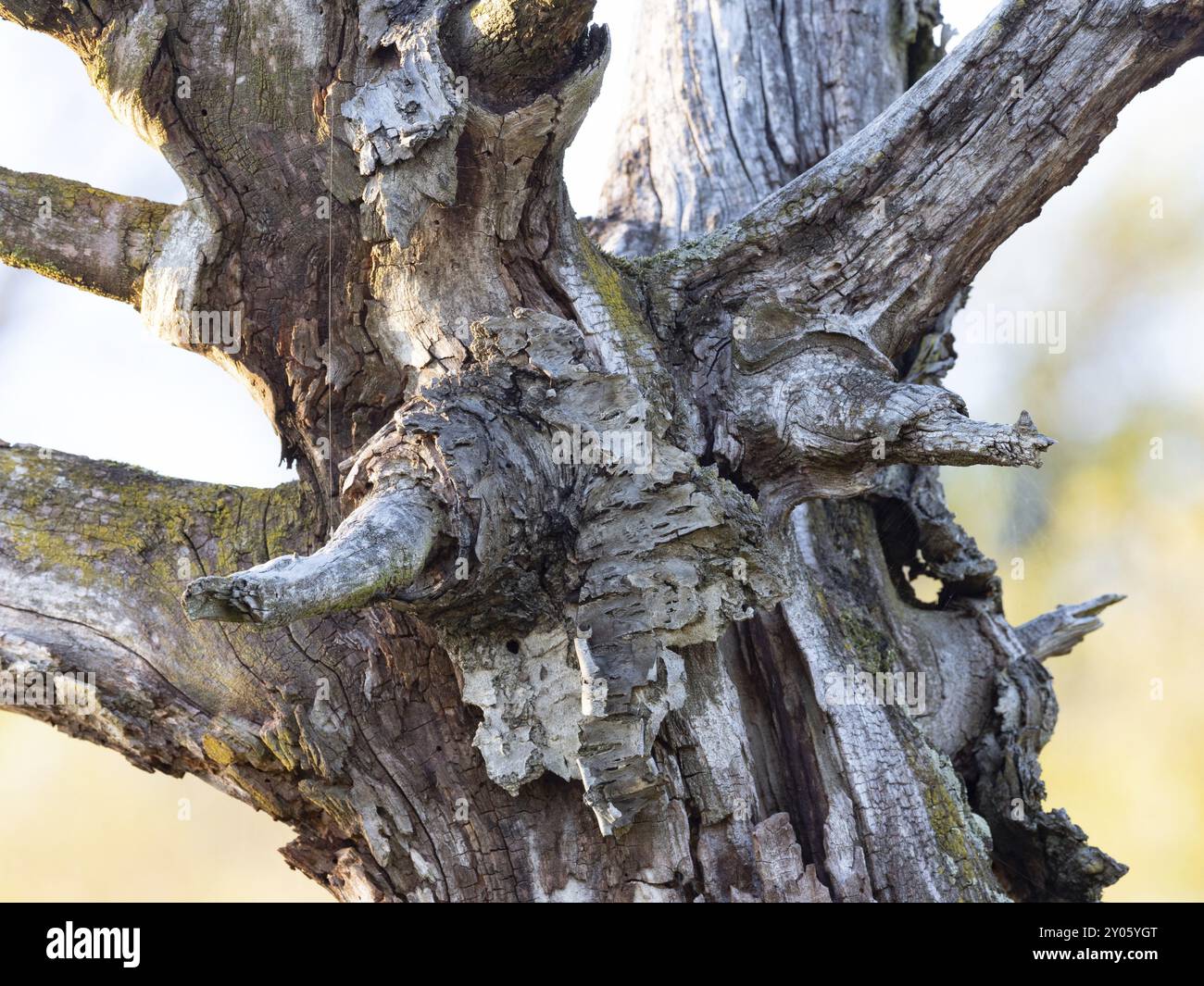 Arbre fruitier mort en Allemagne Banque D'Images