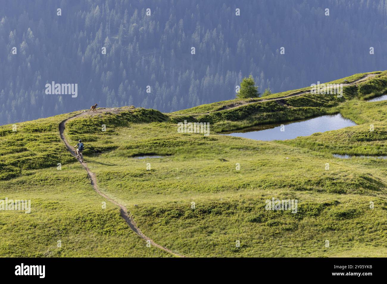 VTT avec chien de traîne, homme avec chien Vizsla sur une piste cyclable, Pischa, Huereli au-dessus de Davos, Graubuenden, Suisse, Europe Banque D'Images