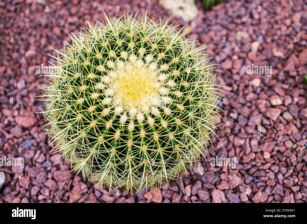 Grande boule ronde en forme d'Echinocactus ou Golden Barrel Cactus. Banque D'Images