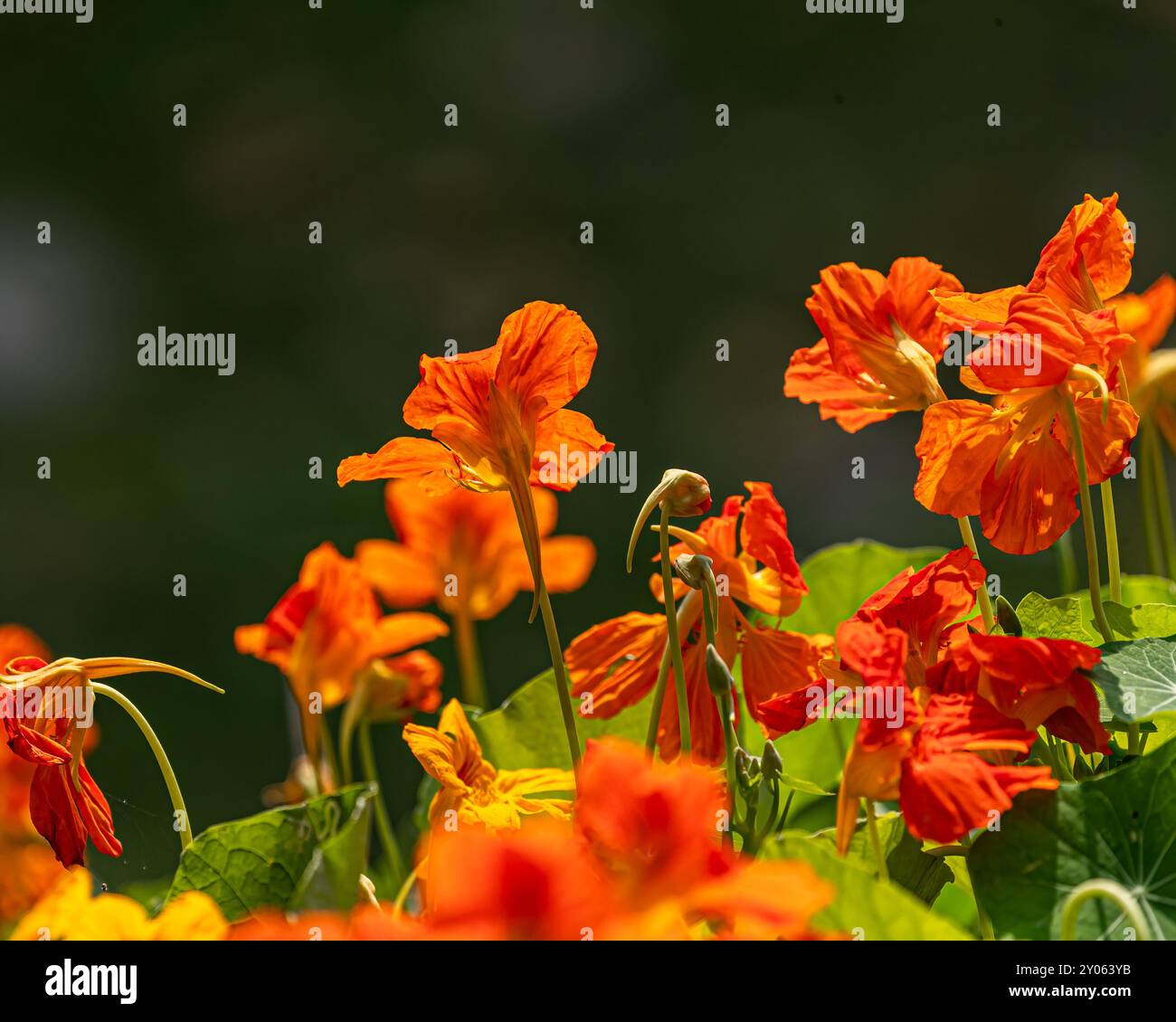 Fleurs de nasturtium en fleurs dans le jardin Banque D'Images