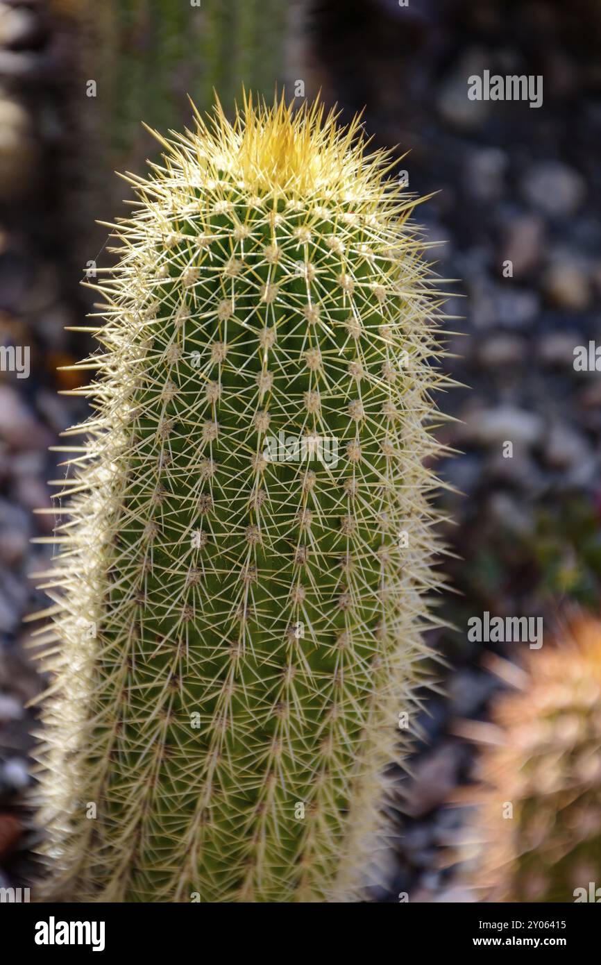 Détail de cactus avec ses épines, couleurs et textures Banque D'Images