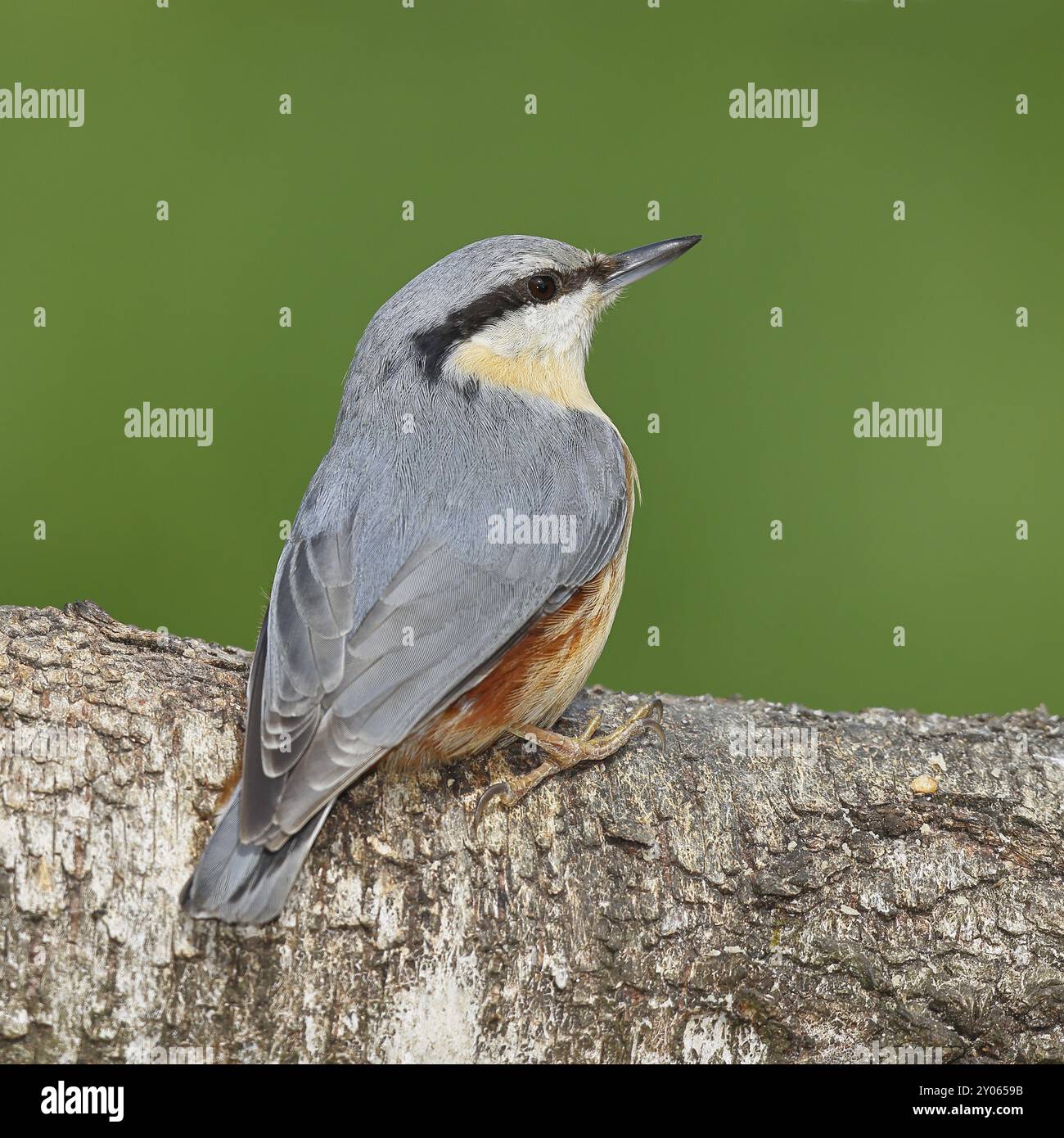 Écoutille eurasienne (Sitta europaea) assise sur un tronc de bouleau tombé, animaux, oiseaux, Siegerland, Rhénanie-du-Nord-Westphalie, Allemagne, Europe Banque D'Images