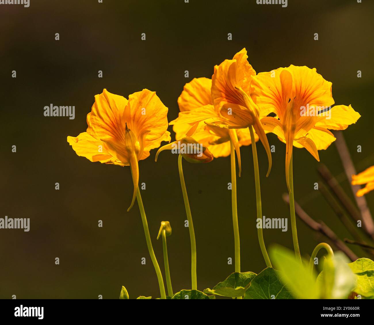 Fleurs jaunes de Nasturtium fleurissant dans le jardin Banque D'Images