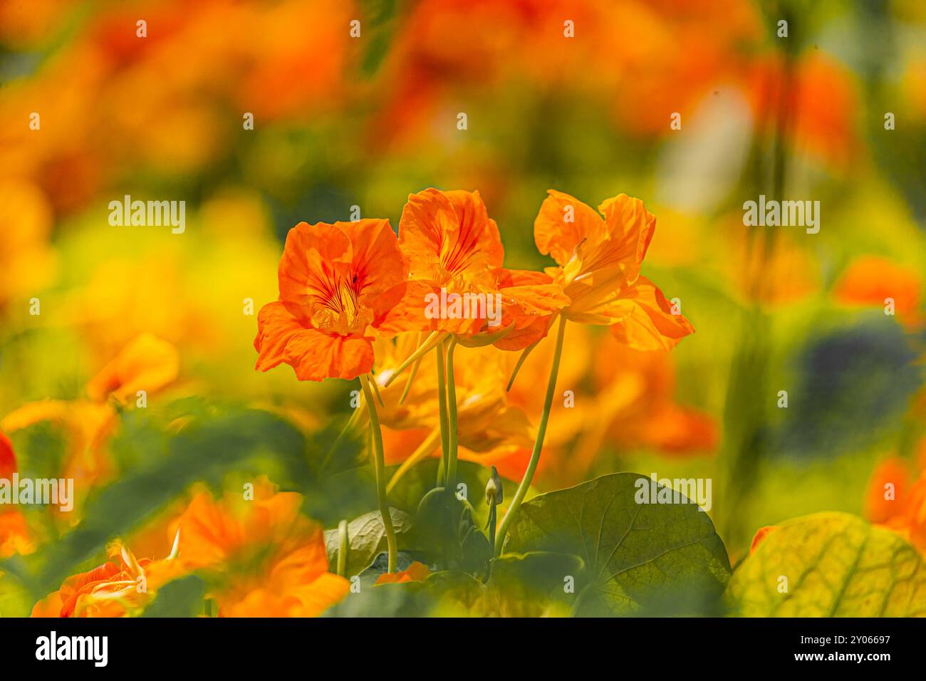 Gros plan d'une fleur de nasturtium Banque D'Images