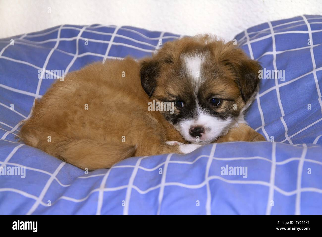 Un petit chiot de 6 semaines repose dans son panier sur une couverture bleue Banque D'Images