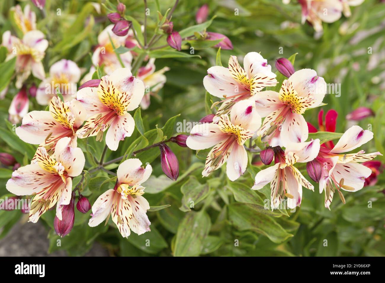 Alstromeria (lys alcalins) dans le jardin Banque D'Images