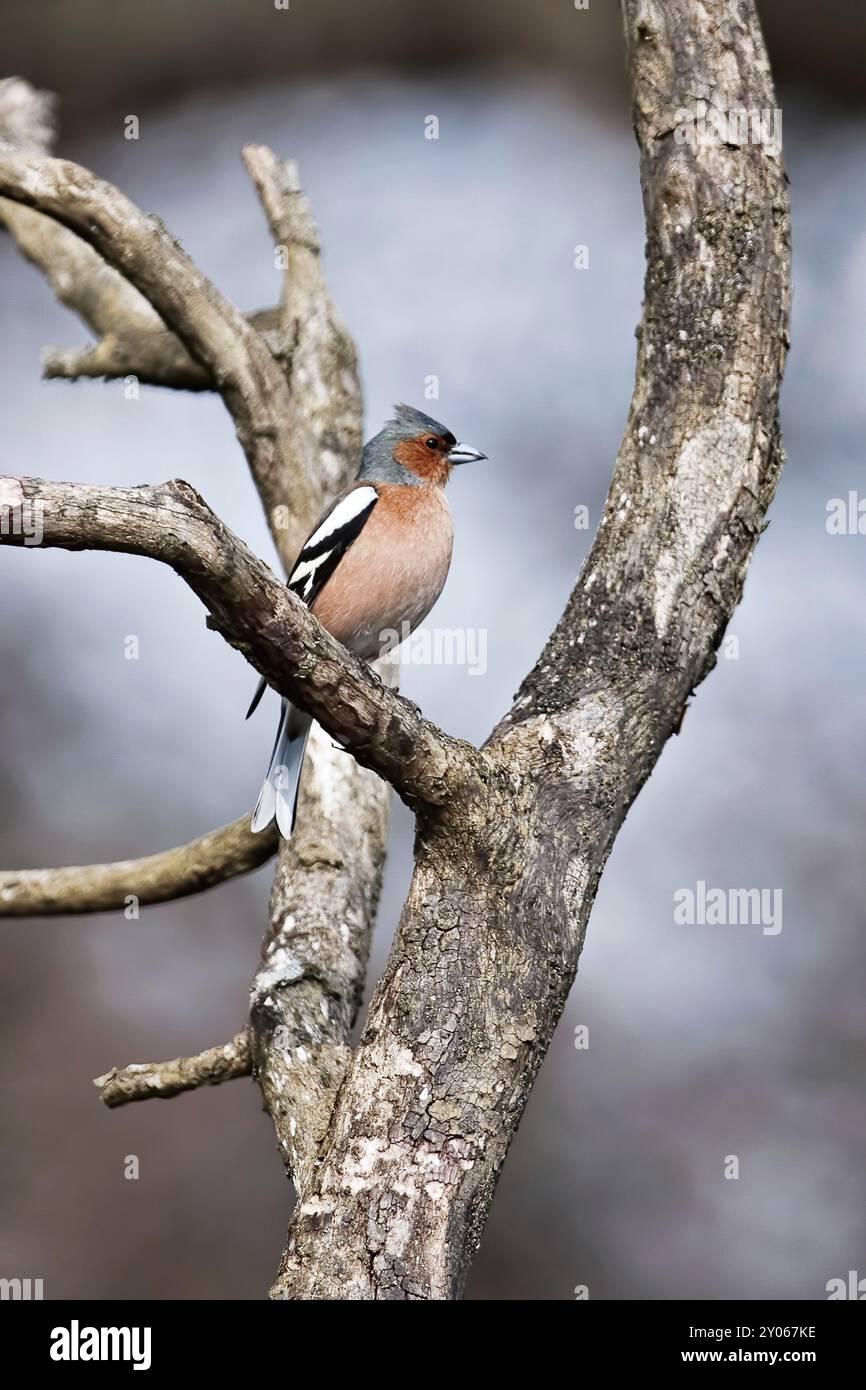 Chaffinch chante son Cœur Banque D'Images