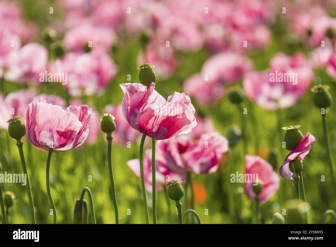 Pavot à opium (Papaver somniferum), culture en Allemagne, champs de pavot à opium Banque D'Images