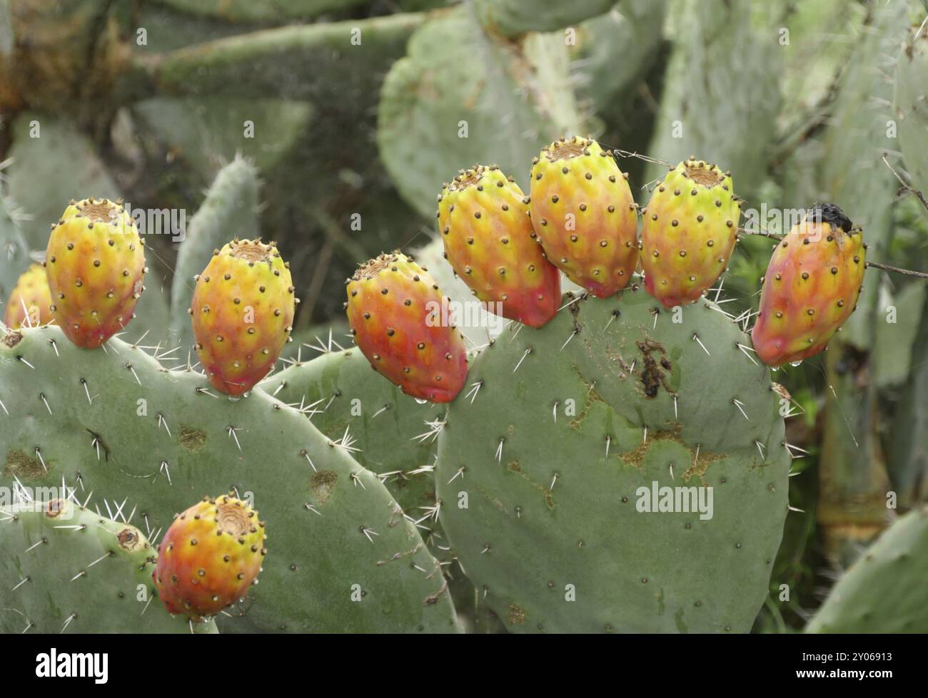 Opuntia ficus-indica est une espèce végétale du genre nopales (Opuntia) de la famille des cactus (Cactaceae). L'épithète ficus-indica signifie Inde Banque D'Images