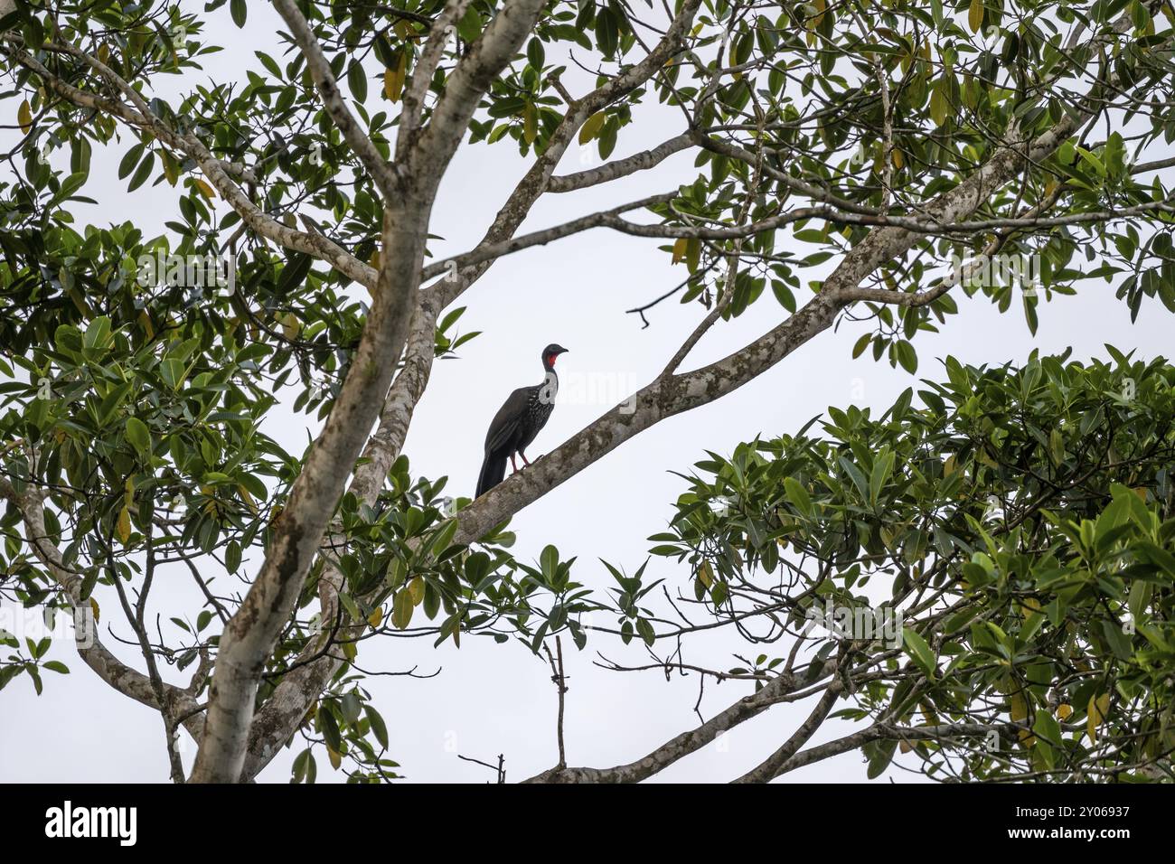 guan à crête (Penelope purpurascens) assis dans un arbre contre un ciel blanc, forêt tropicale humide, parc national du Corcovado, Osa, province de Puntarena, cos Banque D'Images