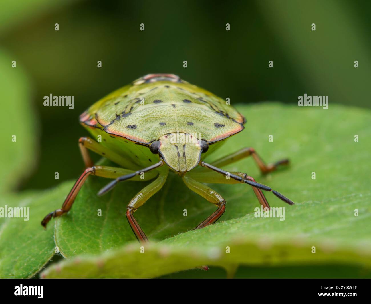 Insecte vert Nezara viridula. insecte de la nature. insecte nuisible vert Banque D'Images