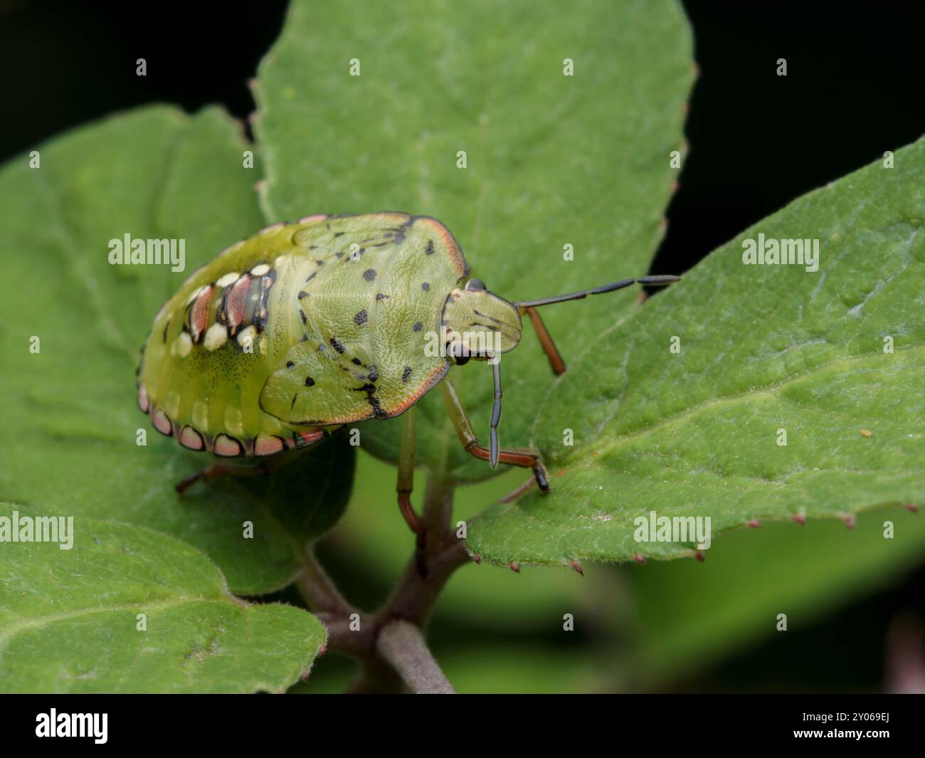 Insecte vert Nezara viridula. insecte de la nature. insecte nuisible vert Banque D'Images