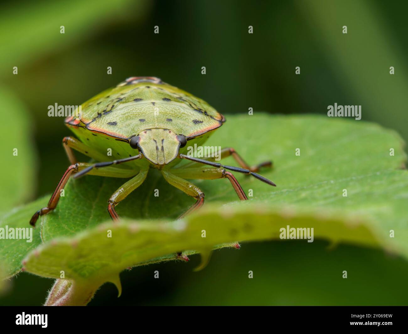 Insecte vert Nezara viridula. insecte de la nature. insecte nuisible vert Banque D'Images