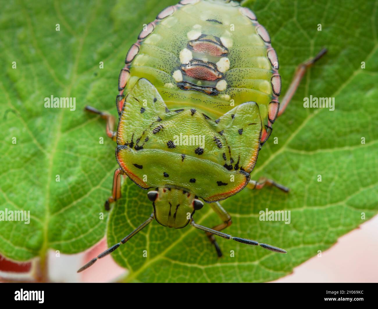 Insecte vert Nezara viridula. insecte de la nature. insecte nuisible vert Banque D'Images