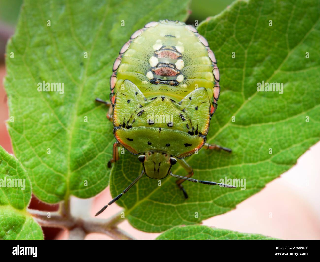 Insecte vert Nezara viridula. insecte de la nature. insecte nuisible vert Banque D'Images
