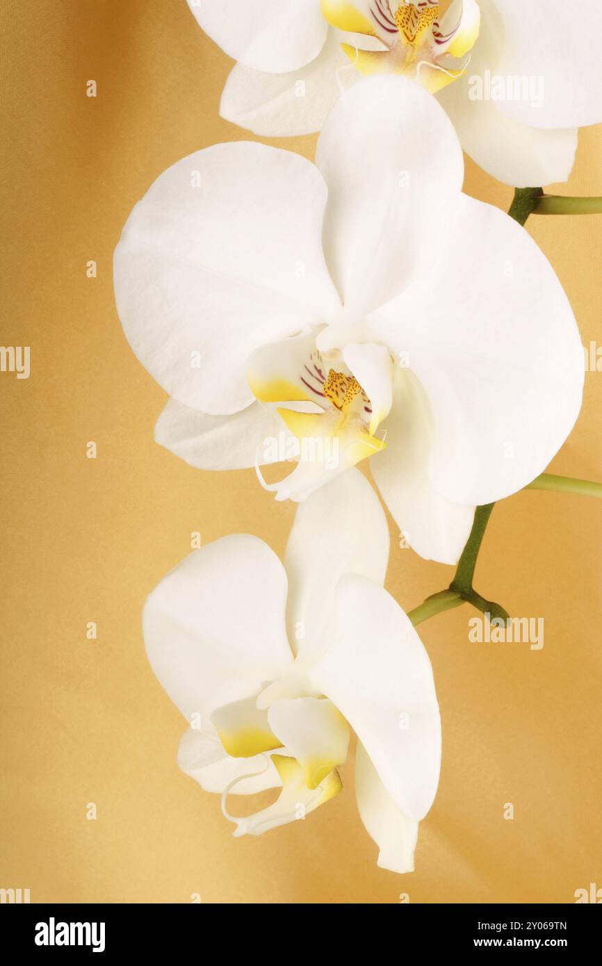 Phalaenopsis Aphrodite (orchidée de lune) sur un fond de tissu jaune Banque D'Images