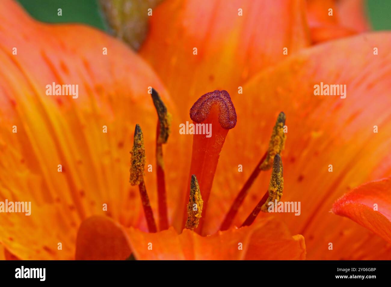 Détail Lilie orange Banque D'Images