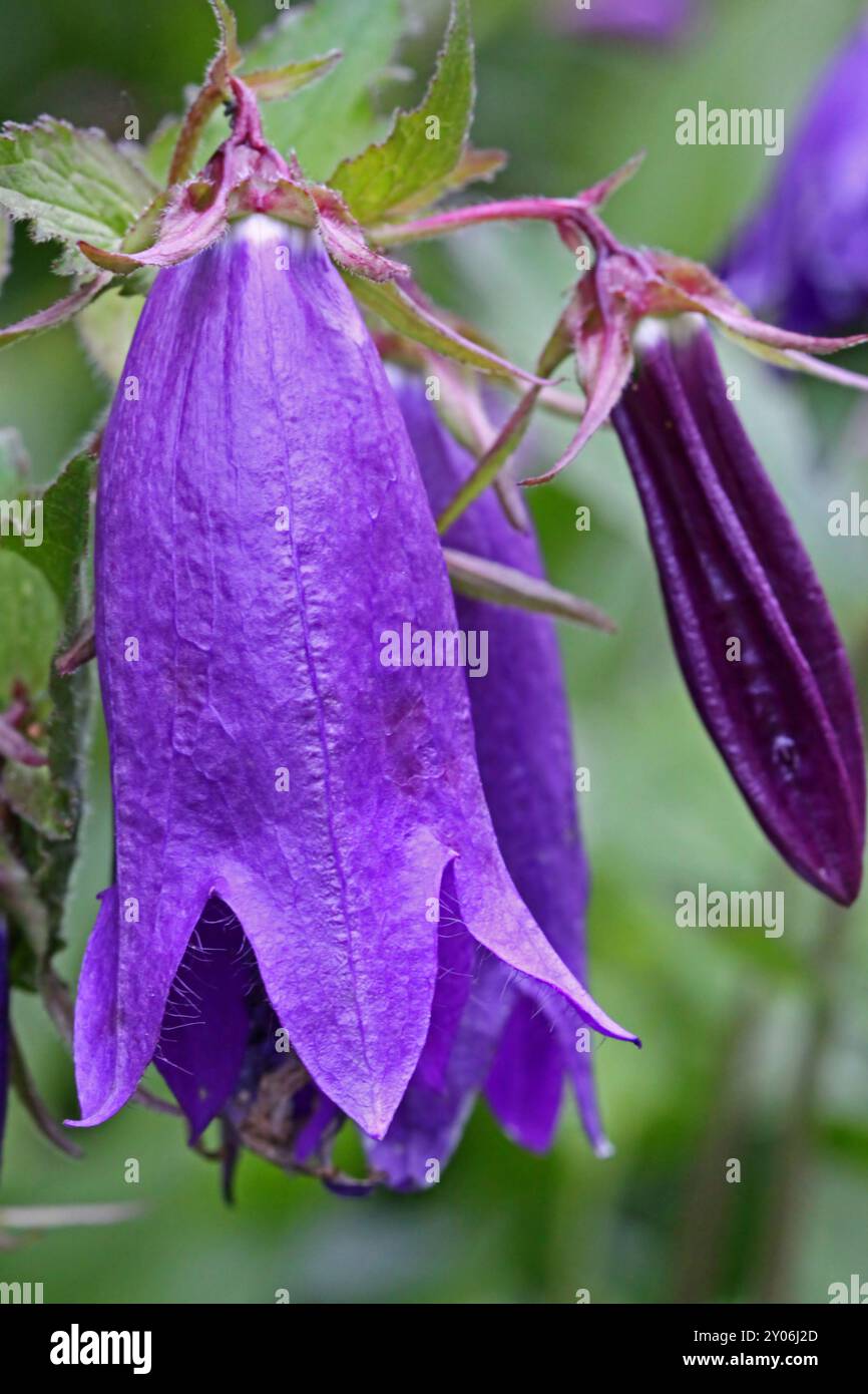Une variété de la lactiflora géante (Campanula) Banque D'Images
