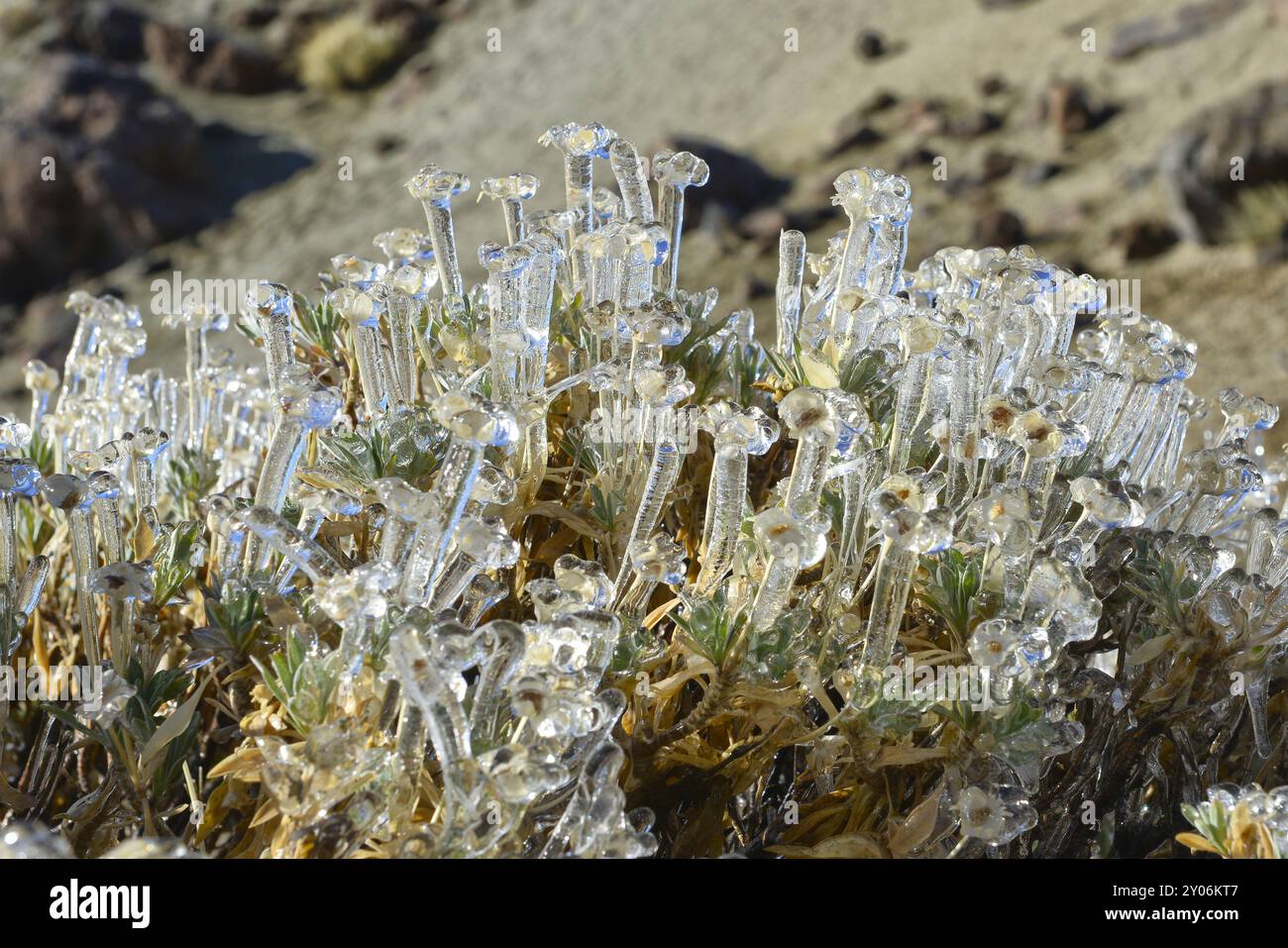Plante glacée dans les Canadas del Teide après une nuit froide et humide, Tenerife, Îles Canaries Banque D'Images