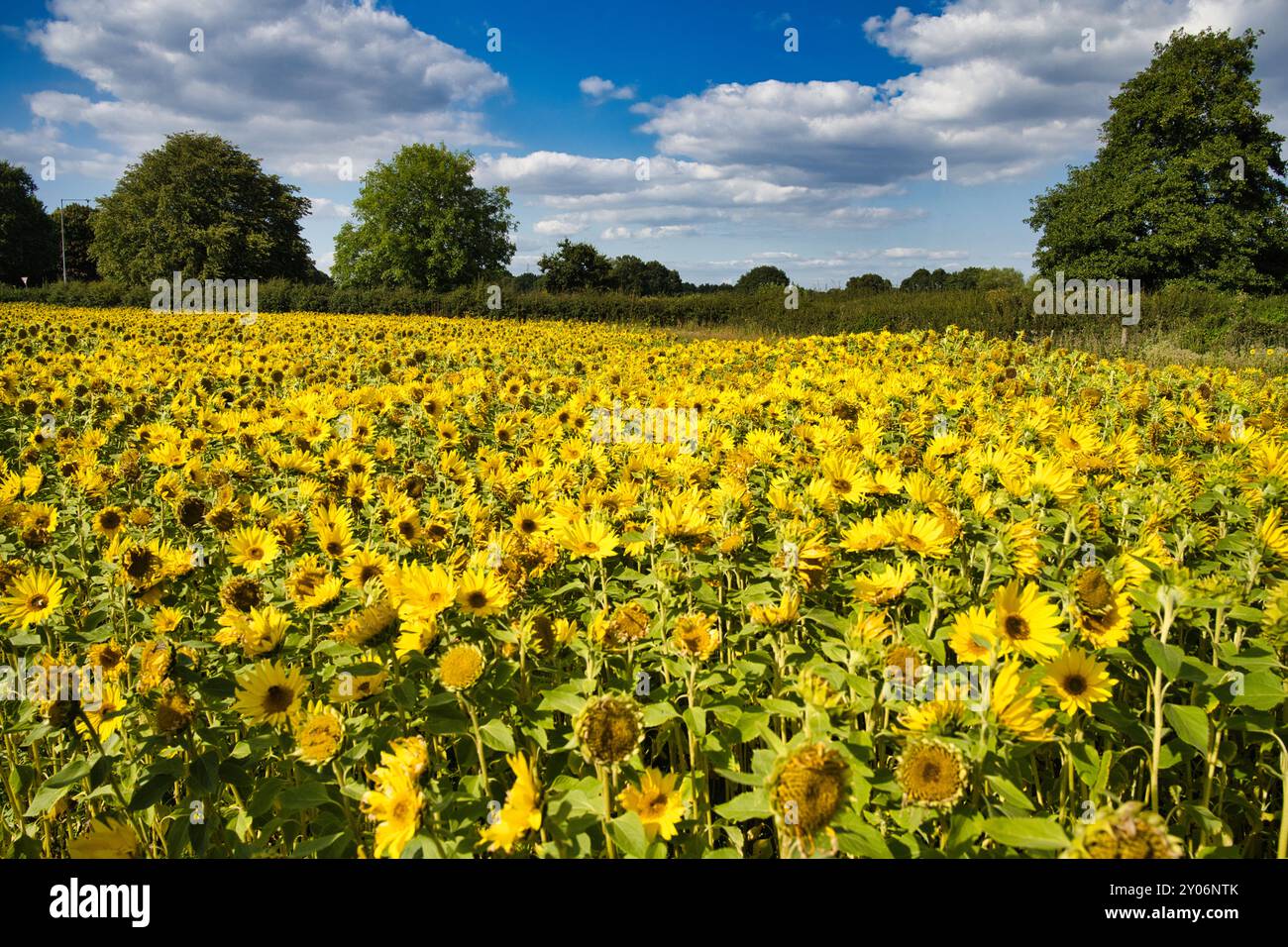 Le tournesol au soleil Banque D'Images