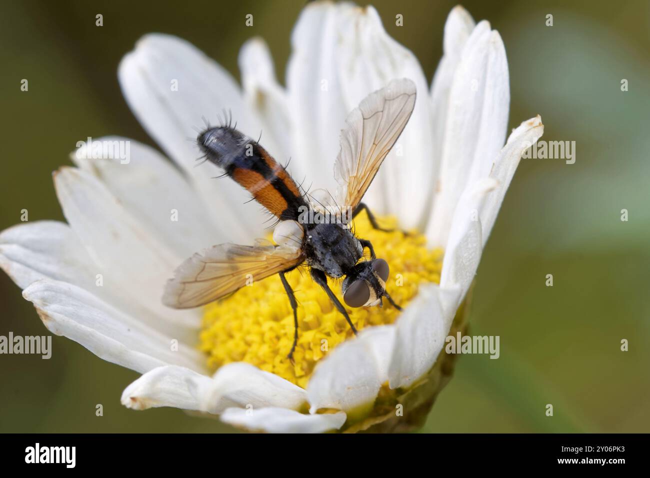 Cylindromyia brassicaria Banque D'Images