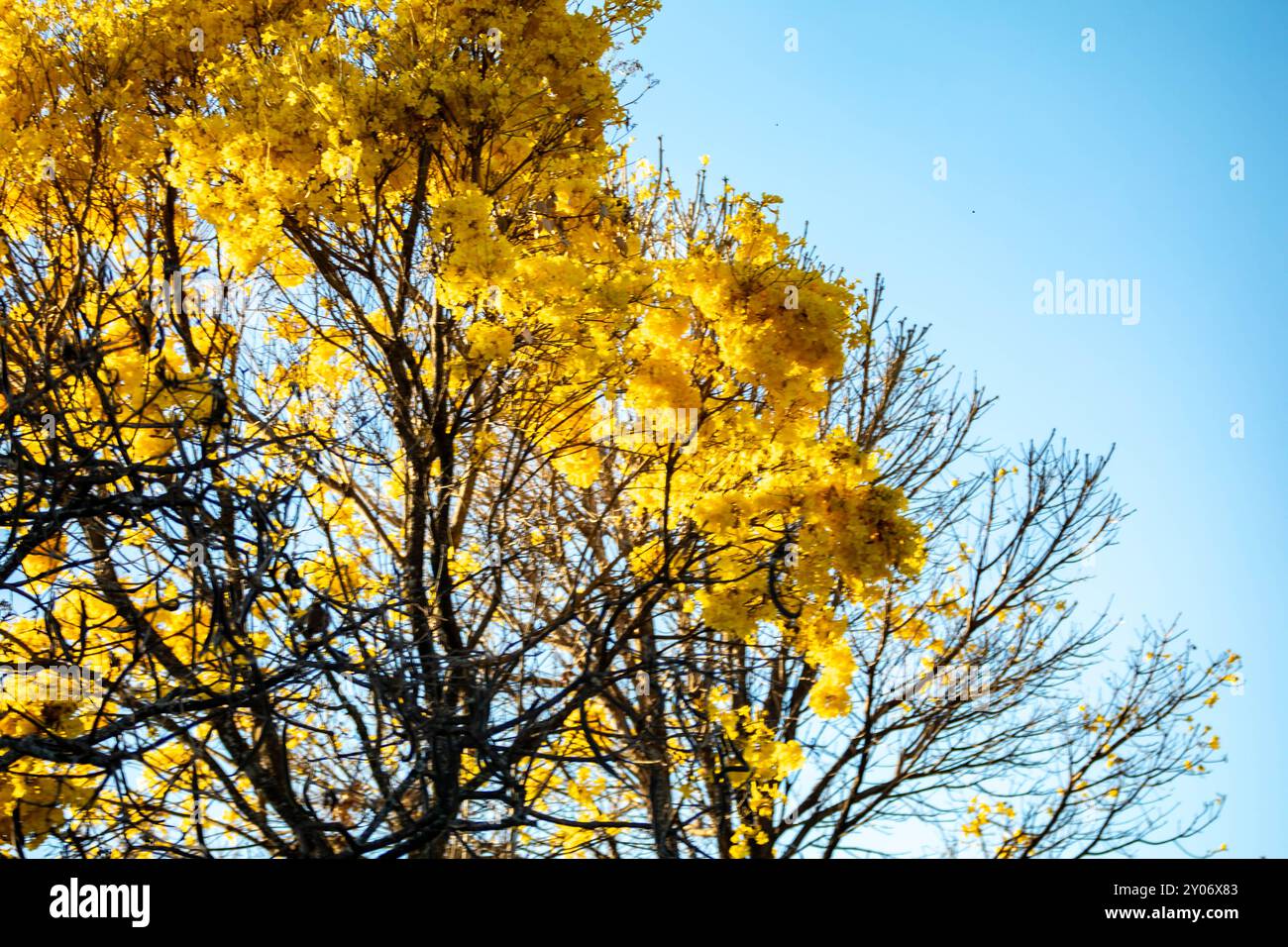 Arbre de trompette dorée, alias Ipe jaune. Arbre Tabebuia Alba, Handroanthus albus. Brésilien ipê Banque D'Images