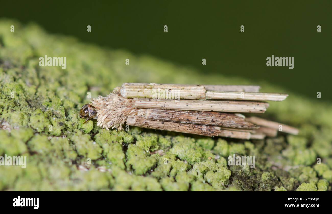 Bagworm ou case portant la chenille des mites (Psyche casta), Psychidae. Sussex, Royaume-Uni Banque D'Images