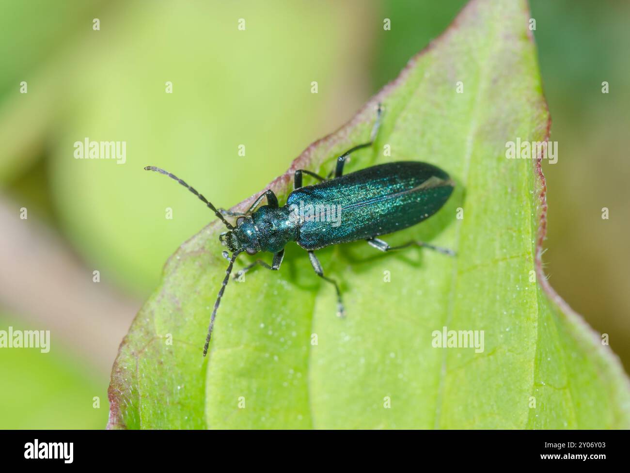 Faux coléoptère sous blister (Ischnomera cyanea), Oedemeridae. Sussex, Royaume-Uni Banque D'Images