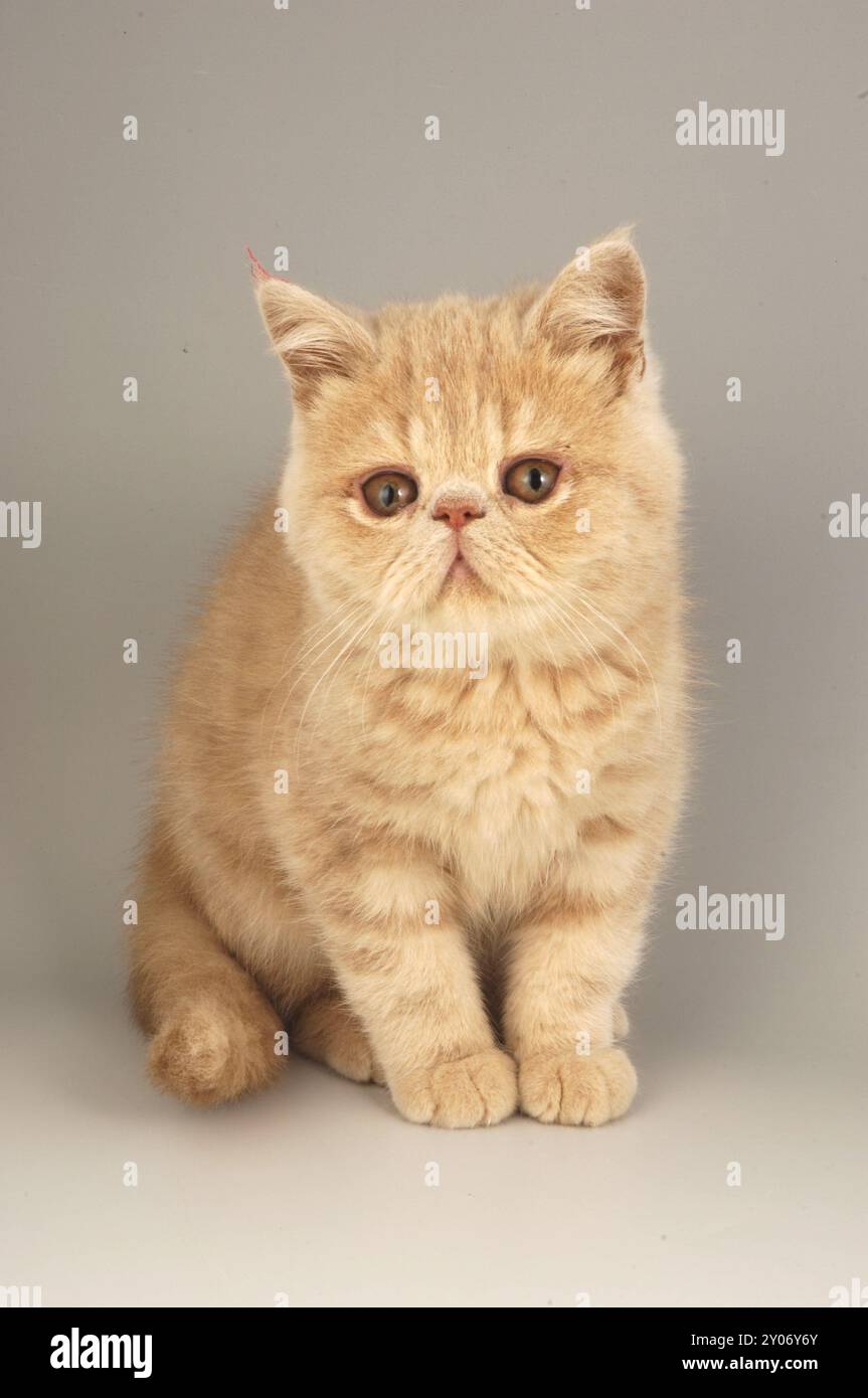 Exotique Red Tabby Kitten Banque D'Images
