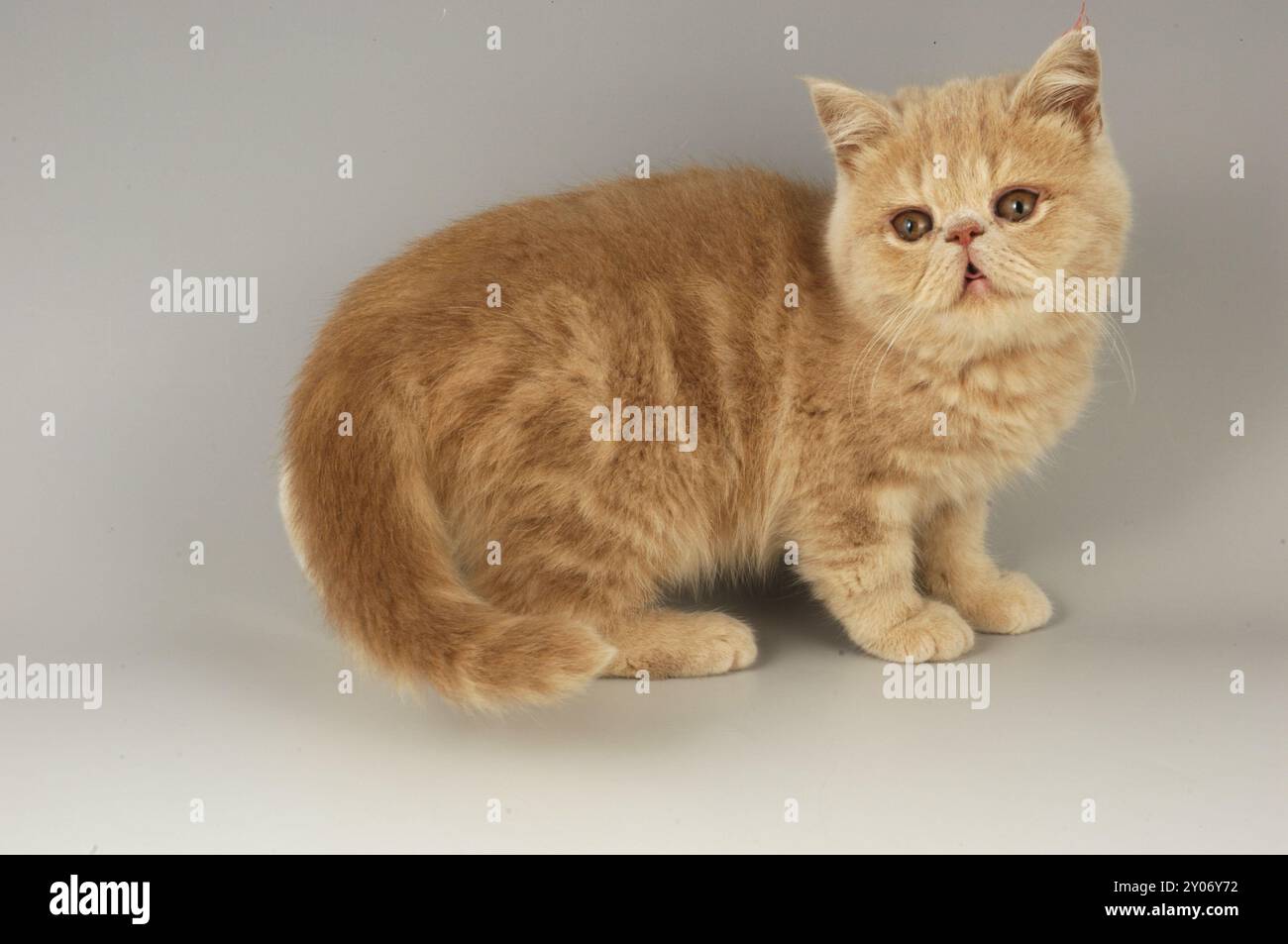 Exotique Red Tabby Kitten Banque D'Images