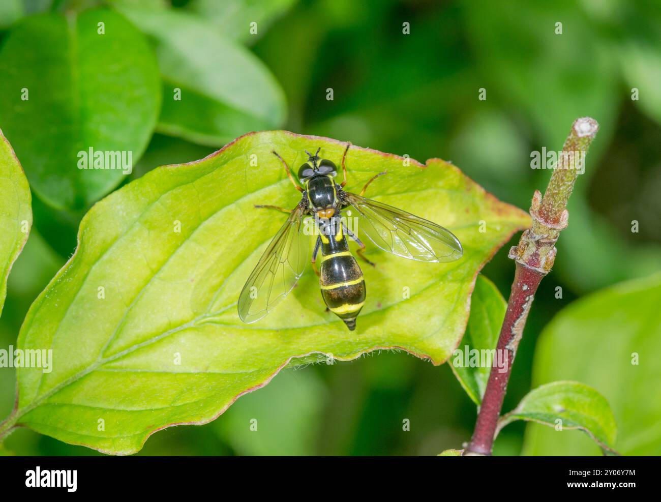 Fantôme femelle Hoverfly (Doros profuges). Rares aérophidés, Syphidae. Sussex, Royaume-Uni Banque D'Images