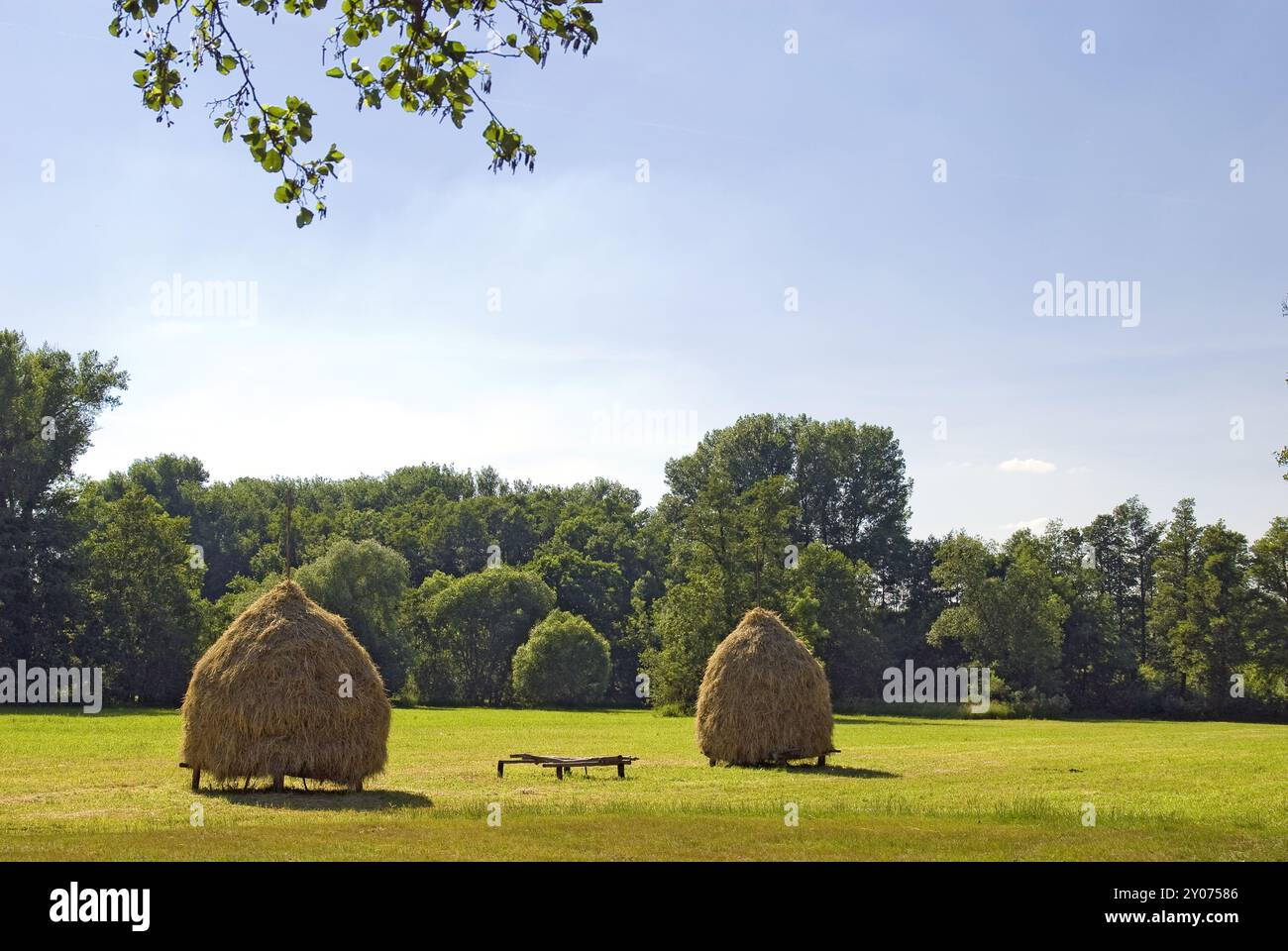 Prairie de foin avec rick Banque D'Images