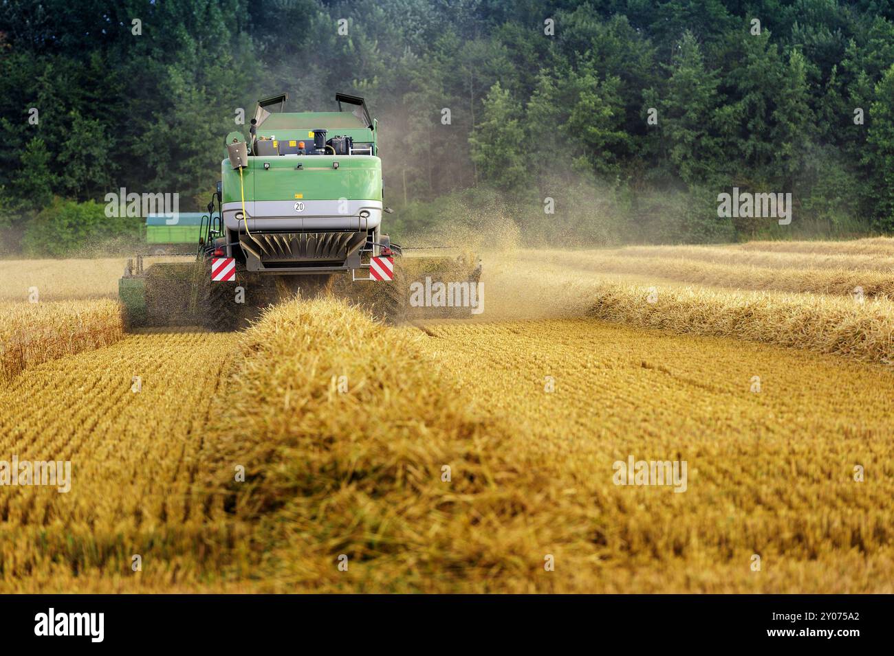 Moissonneuse-batteuse sur un champ de céréales pendant la récolte Banque D'Images