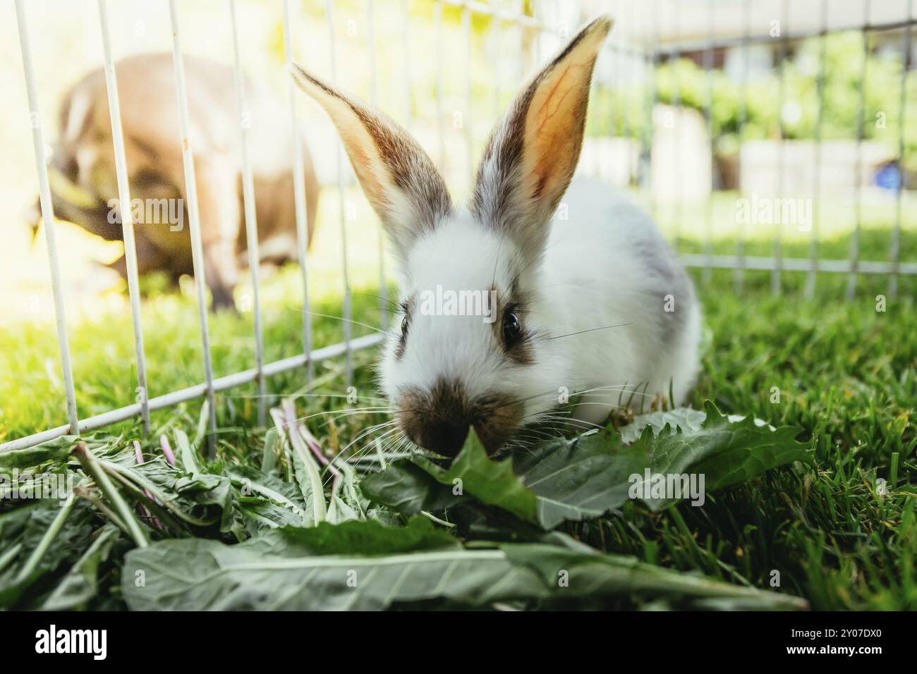 Mignon petit lapin mange de la salade dans un composé extérieur. Herbe verte, printemps Banque D'Images