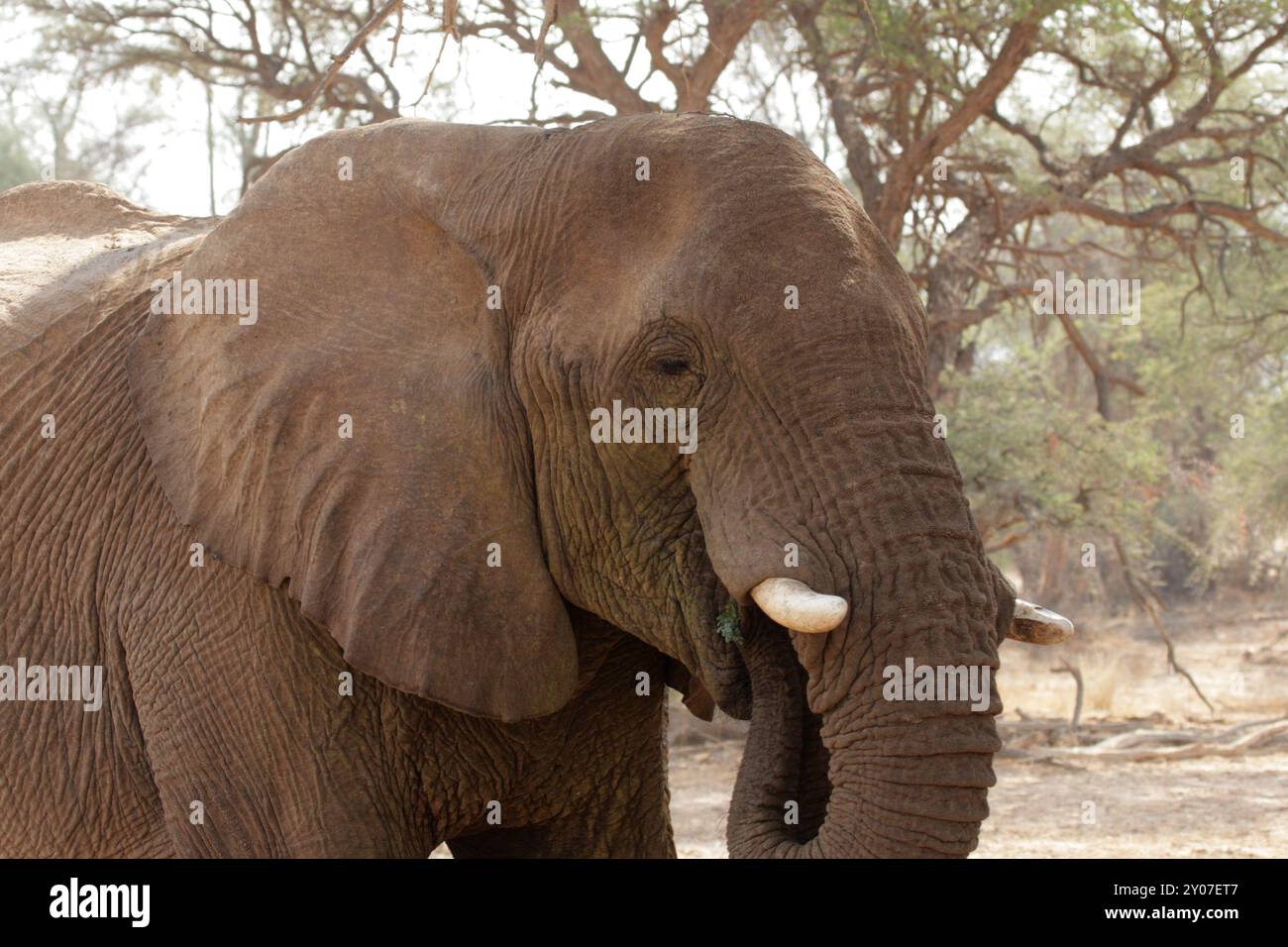 Éléphant du désert dans le lit sec de la rivière Huab, Damaraland, Namibie, ces éléphants se sont adaptés à l'extrême sécheresse de cette région. Le dese Banque D'Images